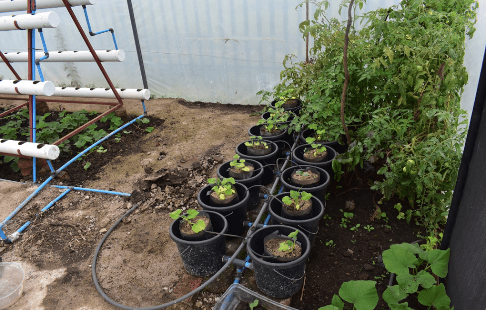 Rethinking Food Production in Confined Urban Spaces