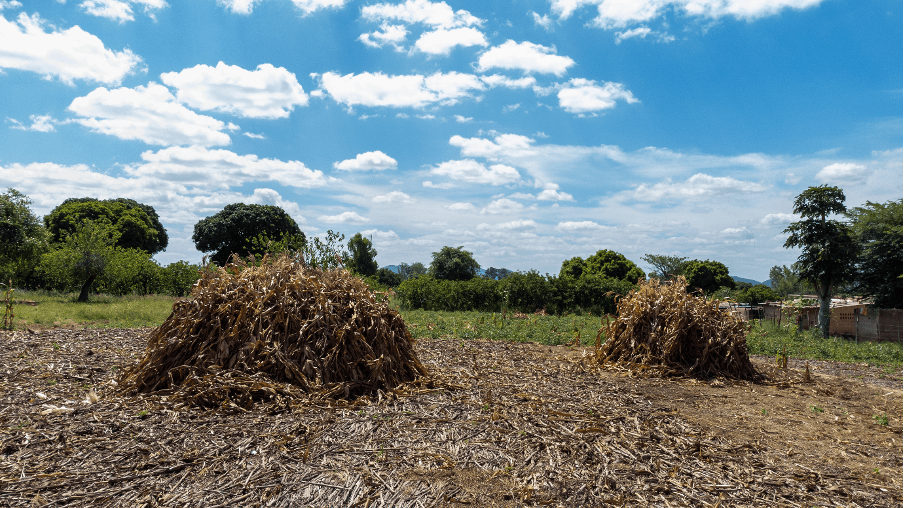 Food Systems Resilience and Adaptivity to Climate Vagaries